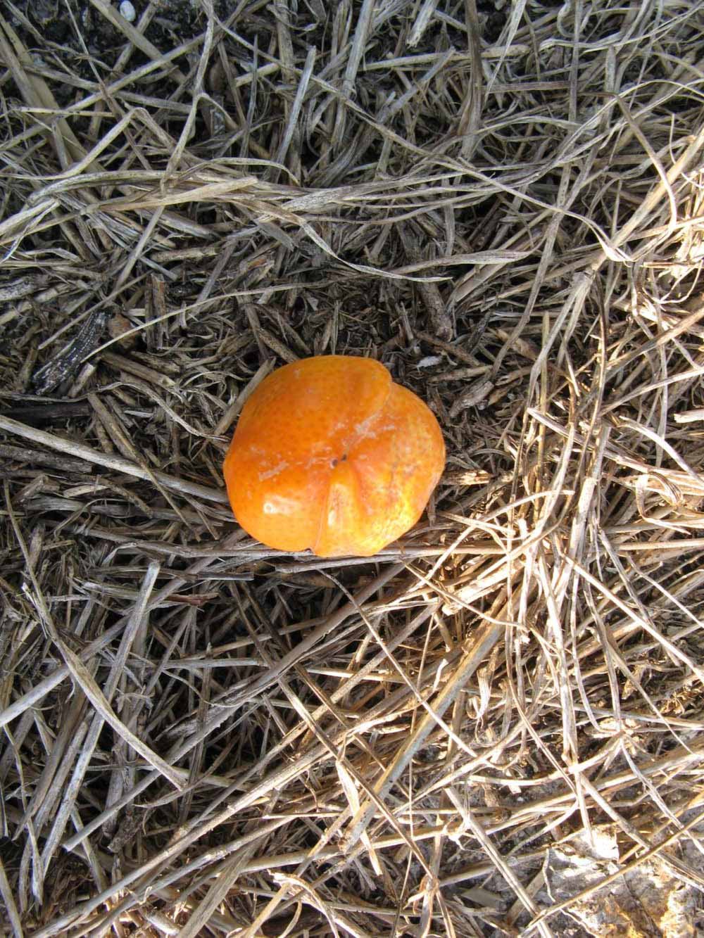              Fruit (Winter Haven, FL)       